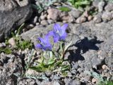 Campanula biebersteiniana