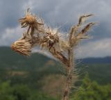 genus Pilosella. Верхушка засыхающего растения после плодоношения. Краснодарский край, м/о г. Геленджик, хр. Маркотх, гора Иорданова, выс. ≈ 650 м н.у.м., горный луг. 23.07.2016.