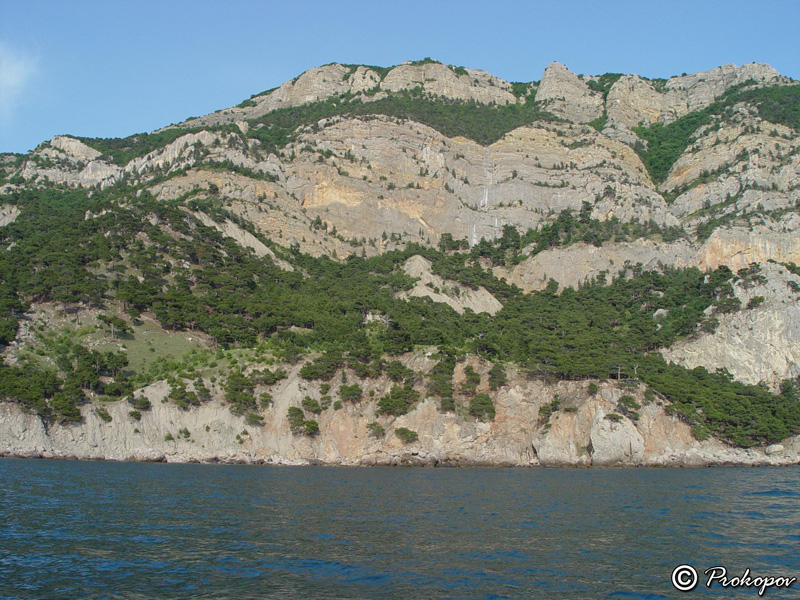 Image of Pinus pityusa specimen.