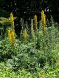 Ligularia fischeri