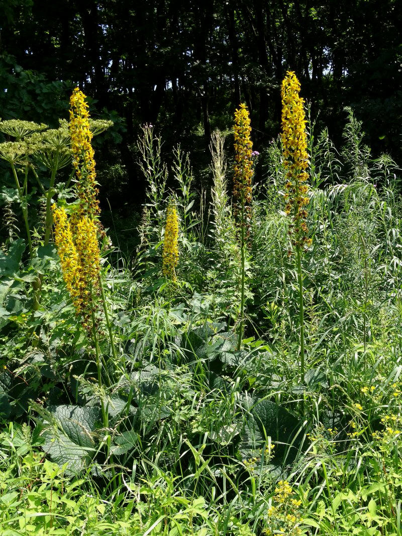 Image of Ligularia fischeri specimen.