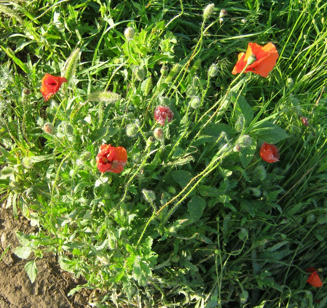 Image of Papaver rhoeas specimen.