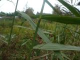 Phragmites australis