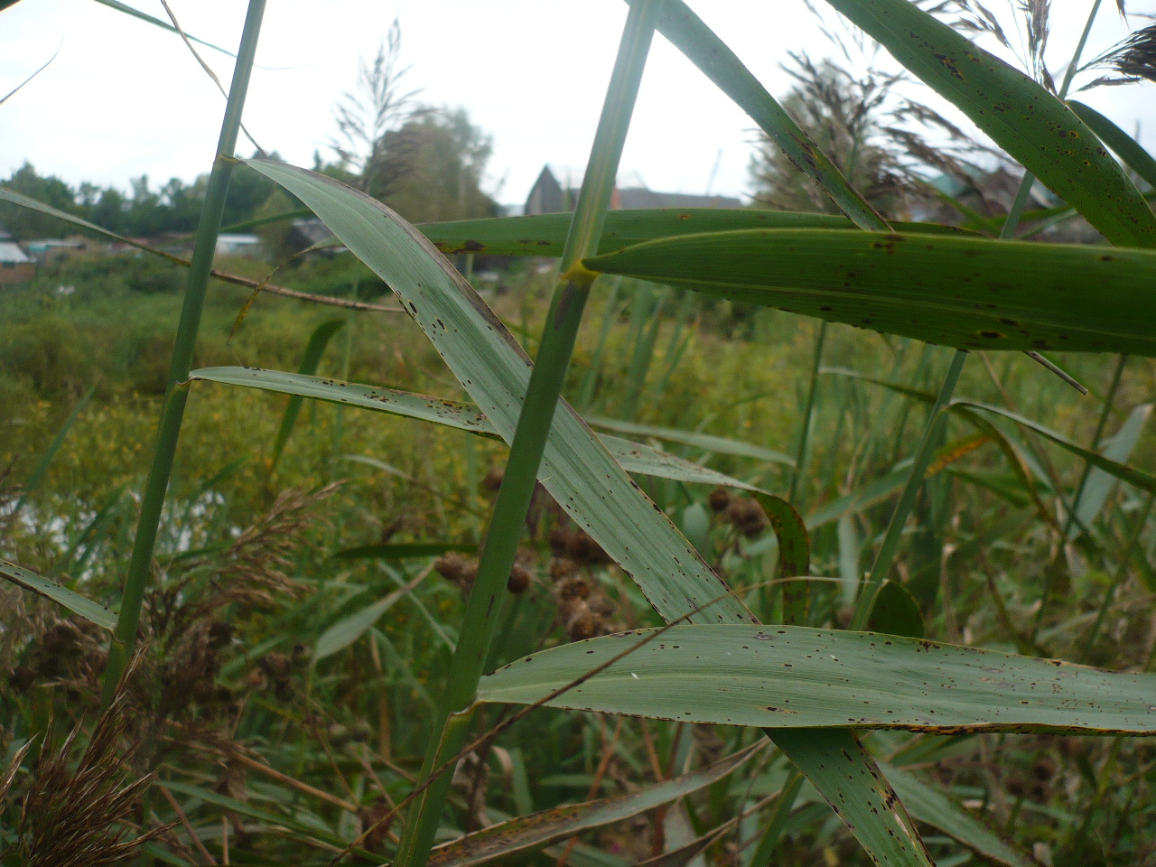 Image of Phragmites australis specimen.