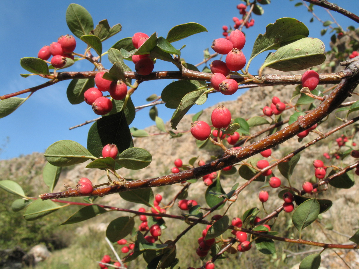 Изображение особи Cotoneaster karatavicus.