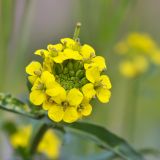 Erysimum hieraciifolium