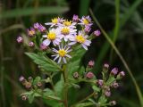 Aster ageratoides. Верхушка растения с соцветиями. Приморье, окр. г. Находка, разнотравный луг. 12.09.2016.