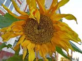 Helianthus annuus