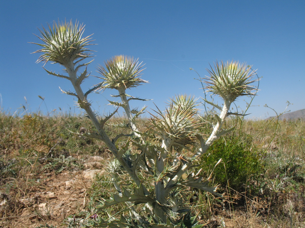 Image of Olgaea pectinata specimen.