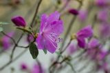 Rhododendron ledebourii. Побег с цветком. Республика Алтай, Шебалинский р-н, окр. с. Камлак, правый борт долины р. Сема, сосновый лес. 26.04.2016.