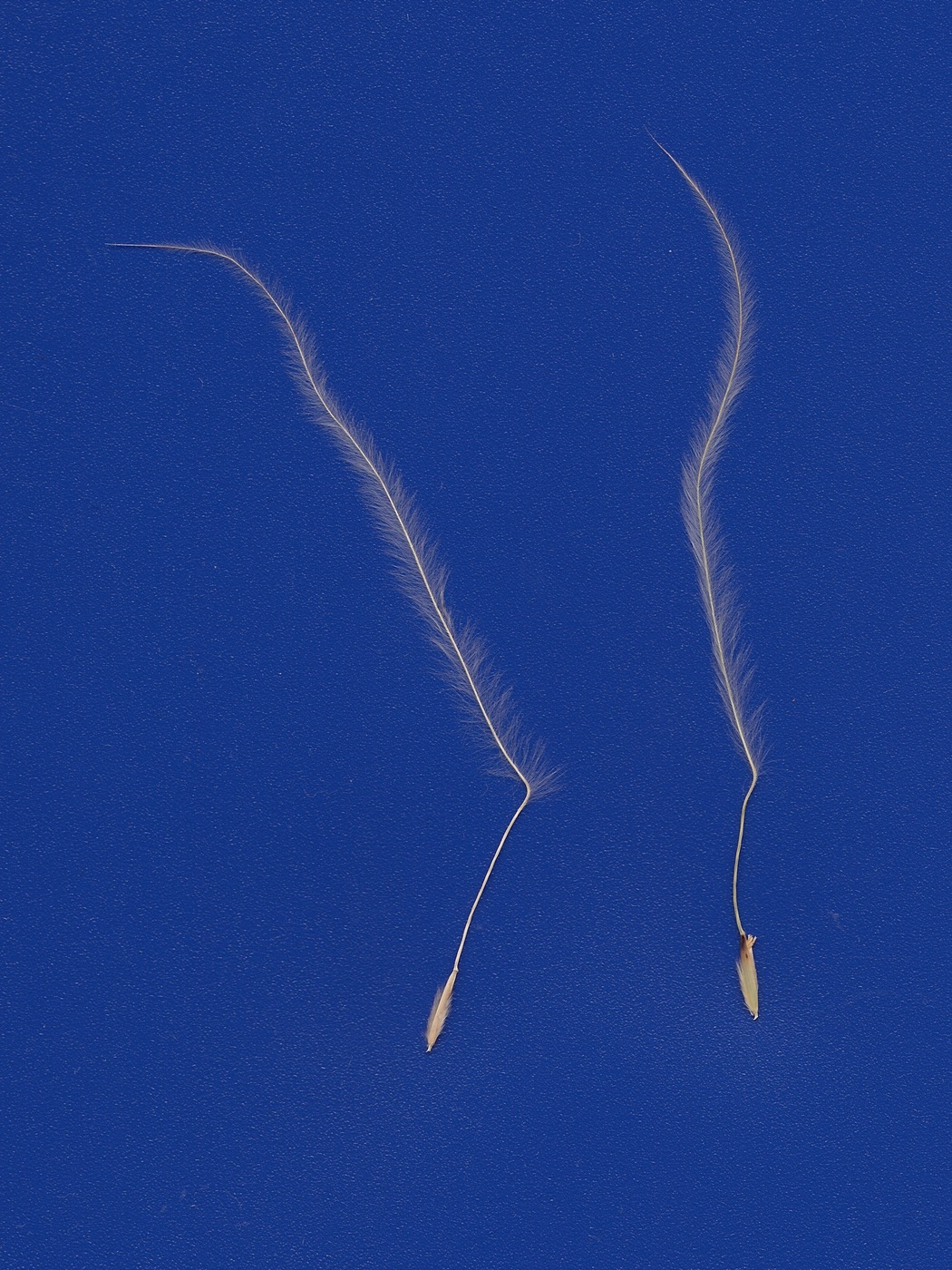 Image of Stipa karataviensis specimen.