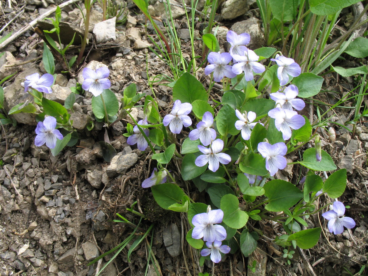 Image of Viola rupestris specimen.