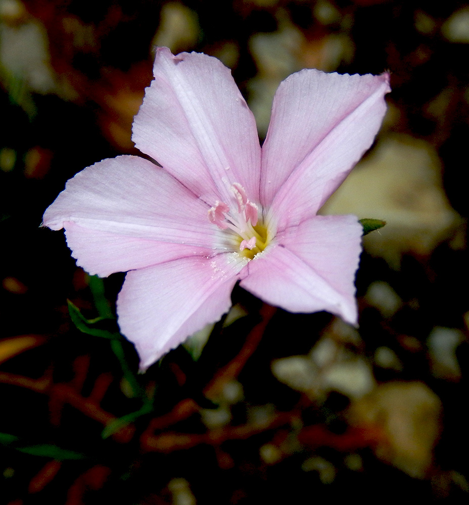 Image of Convolvulus cantabrica specimen.