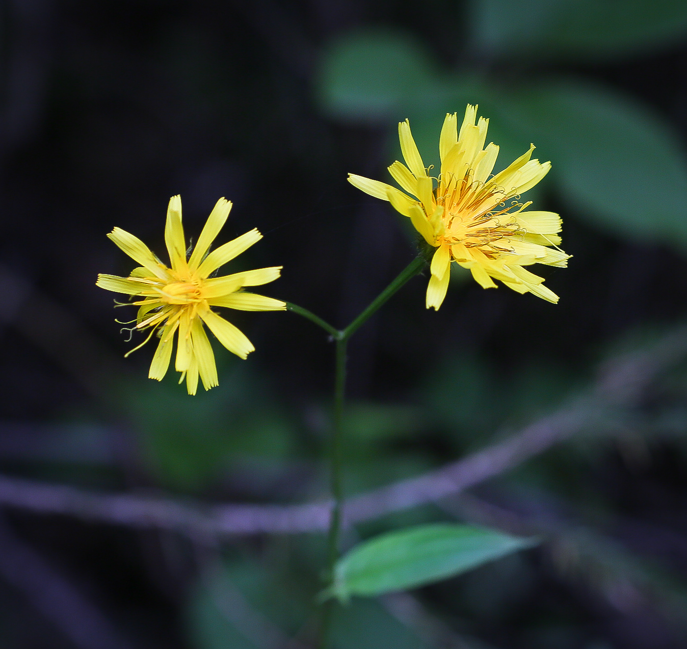 Image of Crepis paludosa specimen.