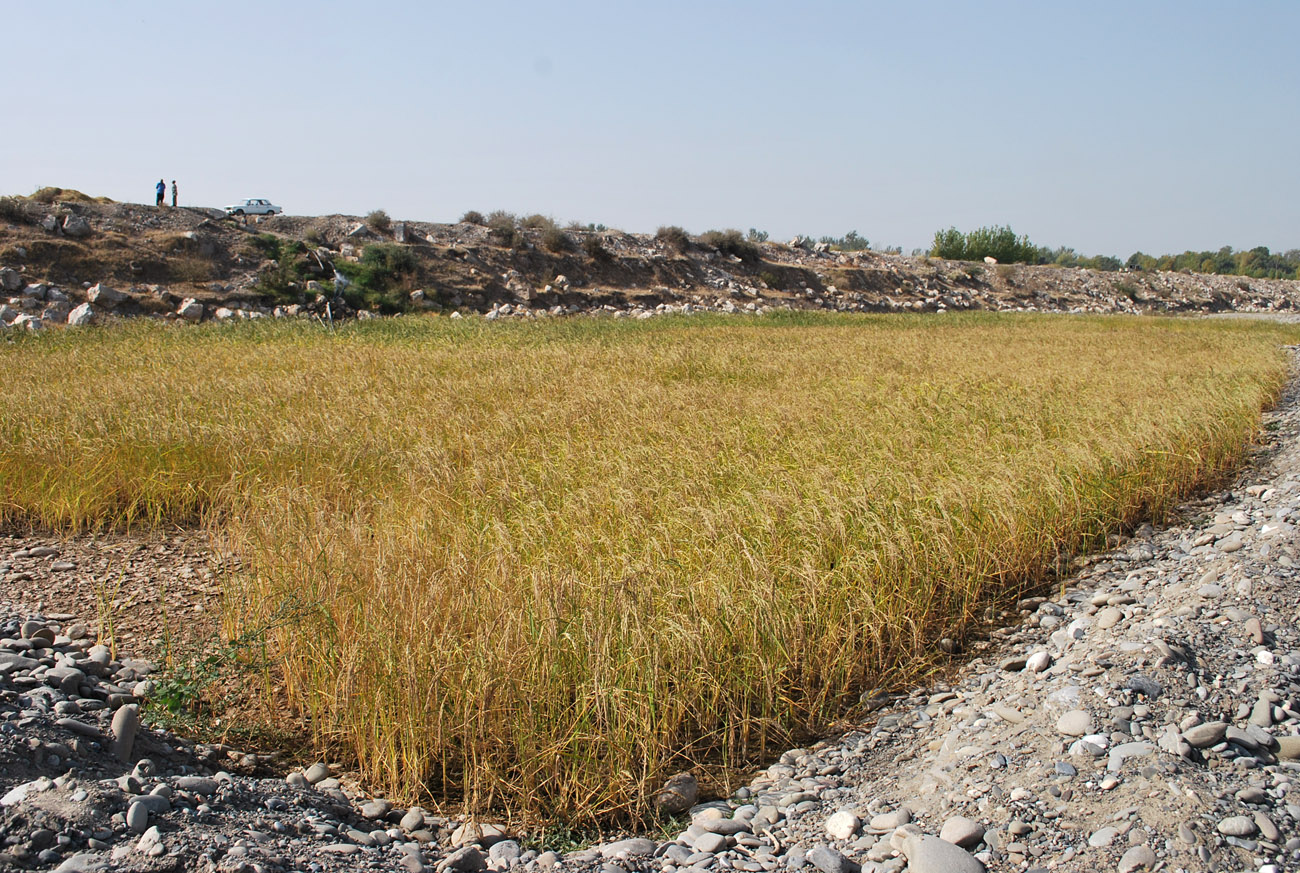 Image of Oryza sativa specimen.