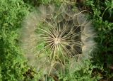 Tragopogon capitatus