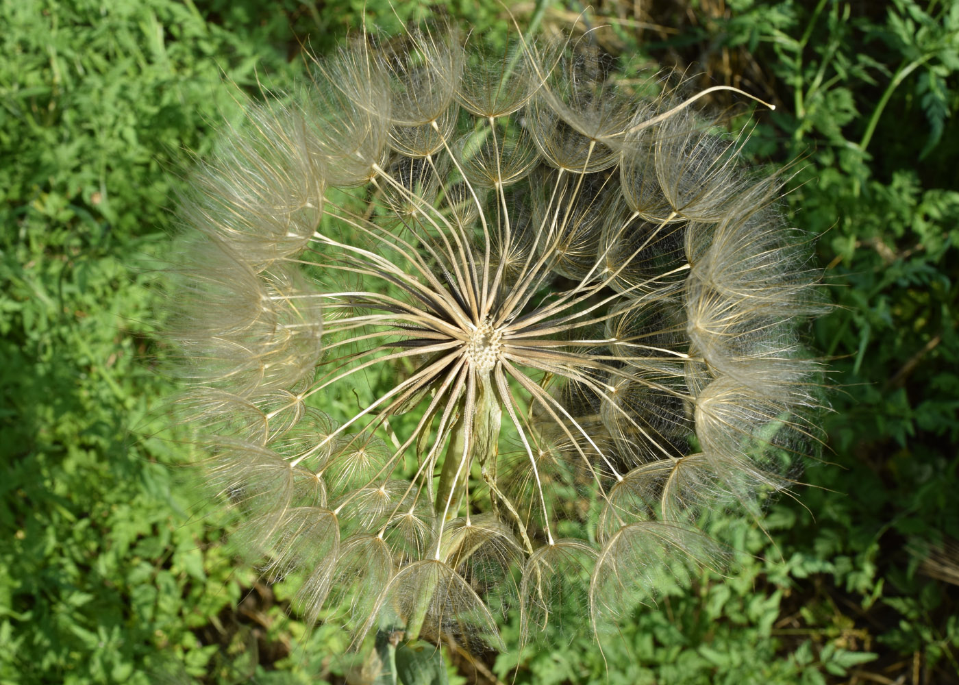 Изображение особи Tragopogon capitatus.