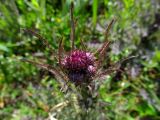 Cirsium palustre