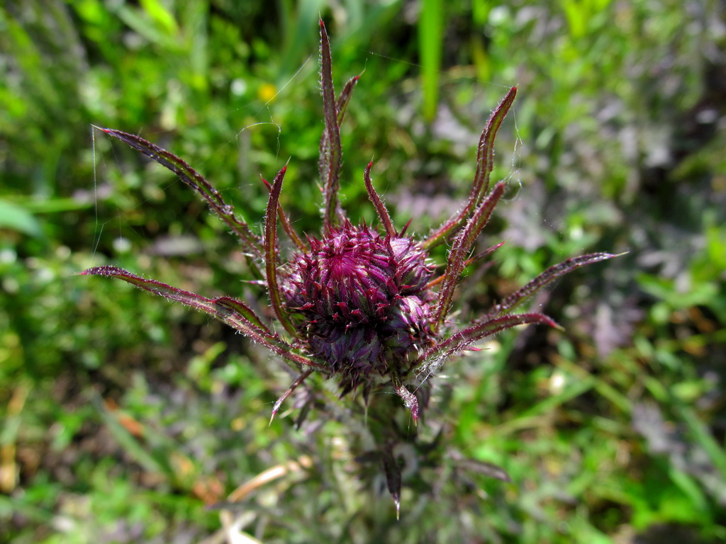 Image of Cirsium palustre specimen.