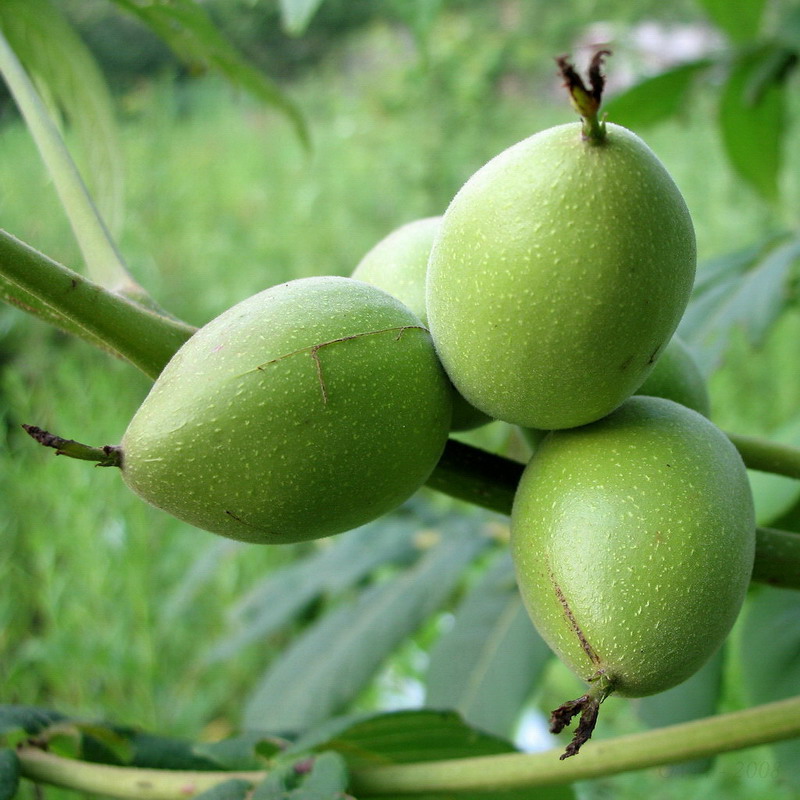Image of Juglans mandshurica specimen.
