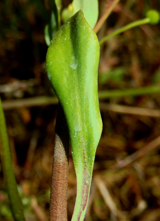 Image of Ranunculus ophioglossifolius specimen.