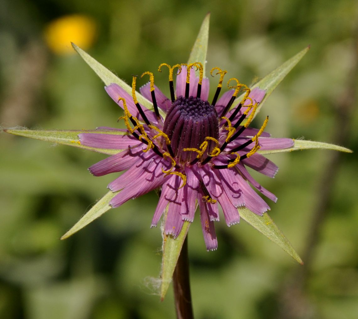 Image of Tragopogon australis specimen.