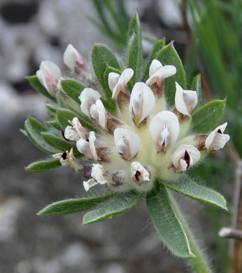 Image of Anthyllis vulneraria ssp. rubriflora specimen.