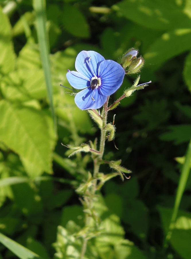 Image of Veronica chamaedrys specimen.