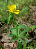 Ranunculus cassubicus