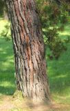 Pinus radiata. Нижняя часть ствола взрослого дерева и веточки. Черноморское побережье Кавказа, г. Сочи, Дендрарий, в культуре. 7 июня 2016 г.