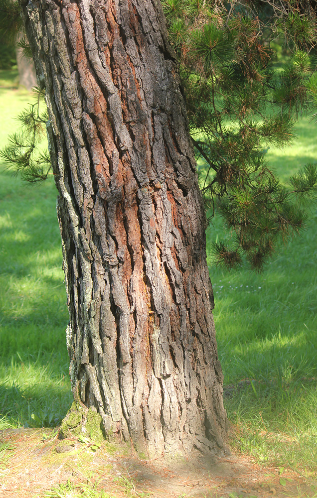 Изображение особи Pinus radiata.