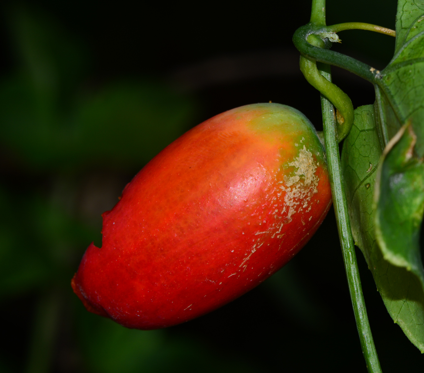 Изображение особи Coccinia grandis.