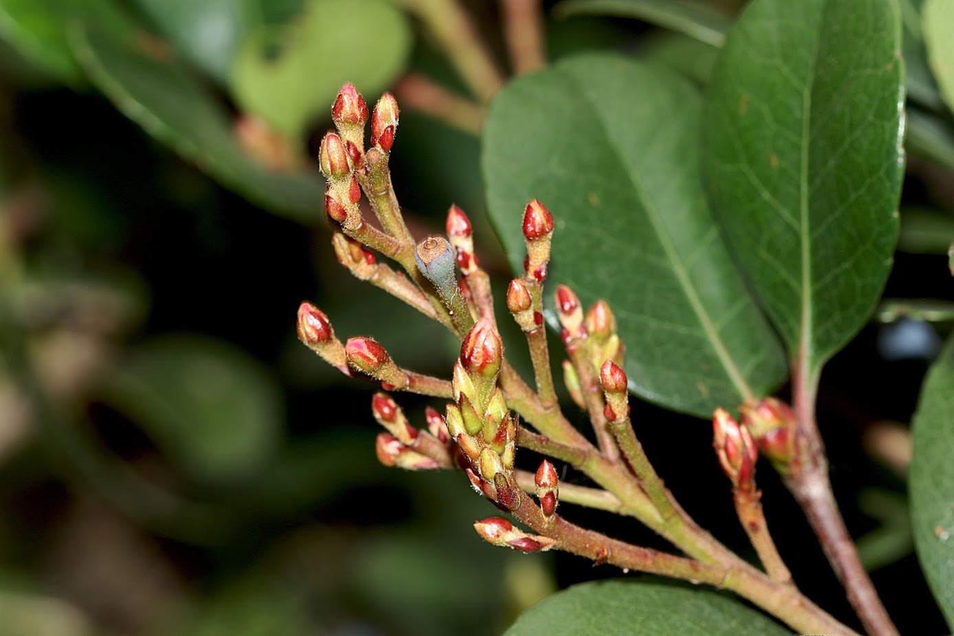 Изображение особи Rhaphiolepis umbellata.