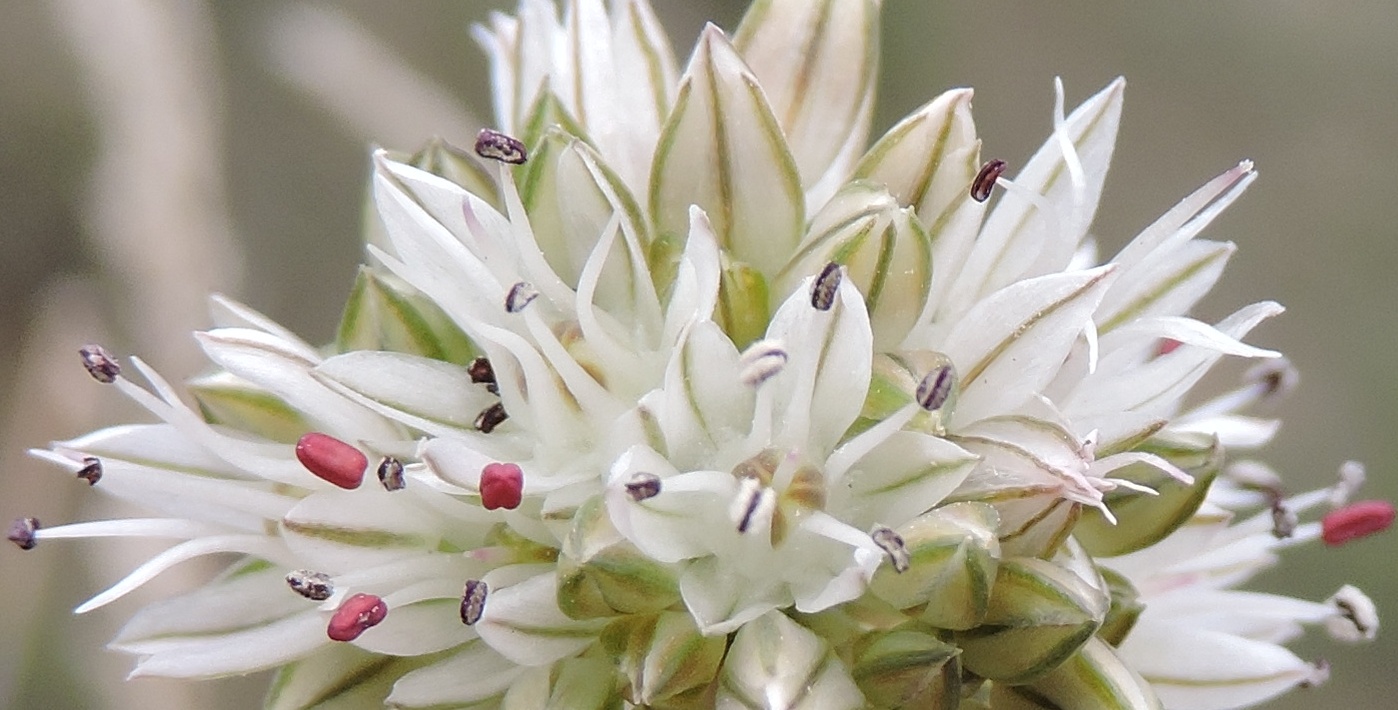 Изображение особи Allium leptomorphum.