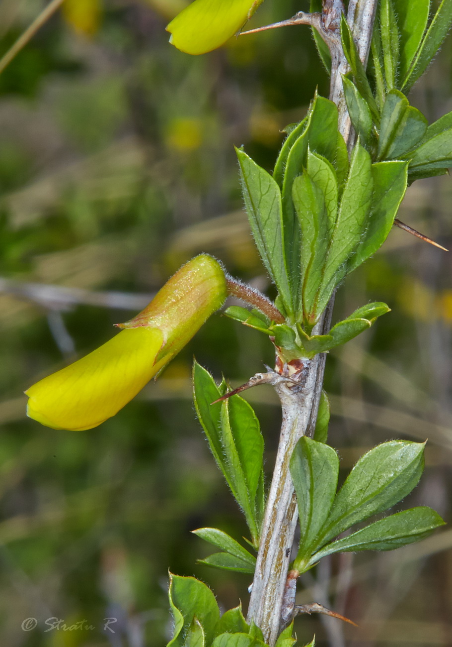 Image of genus Caragana specimen.