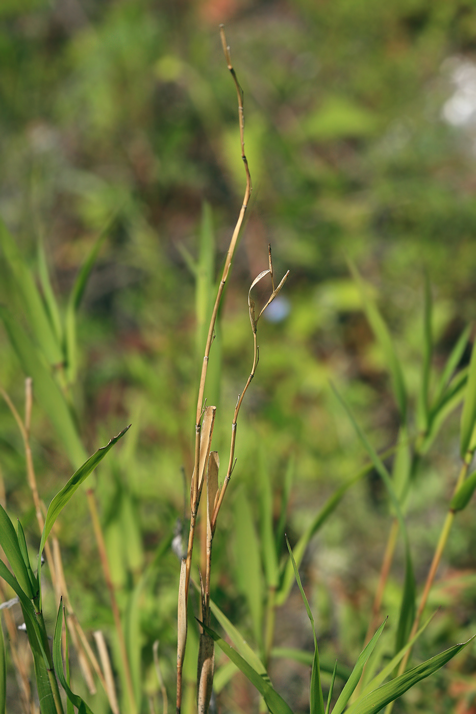 Image of Cleistogenes krjukovae specimen.