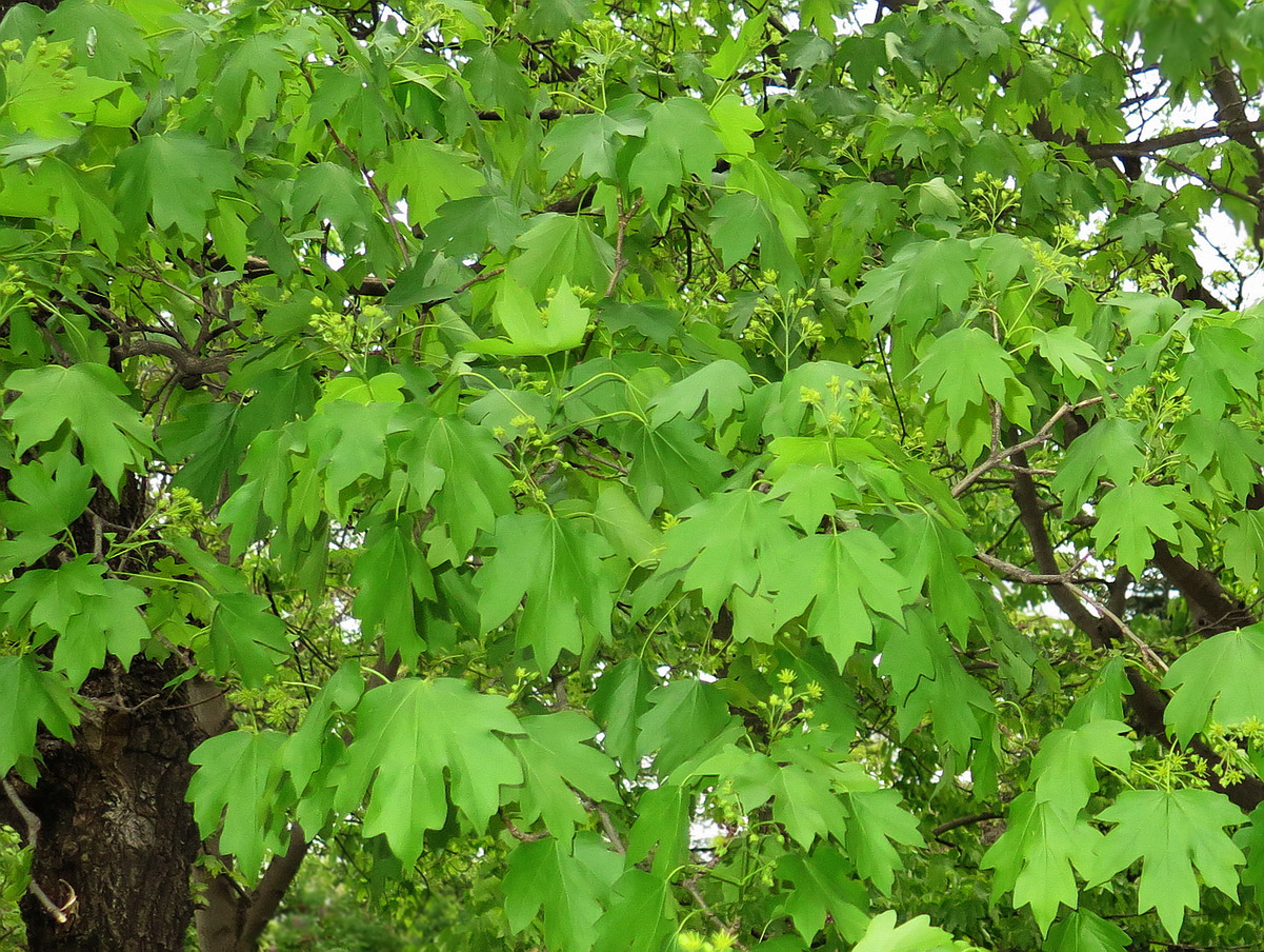 Image of Acer campestre specimen.