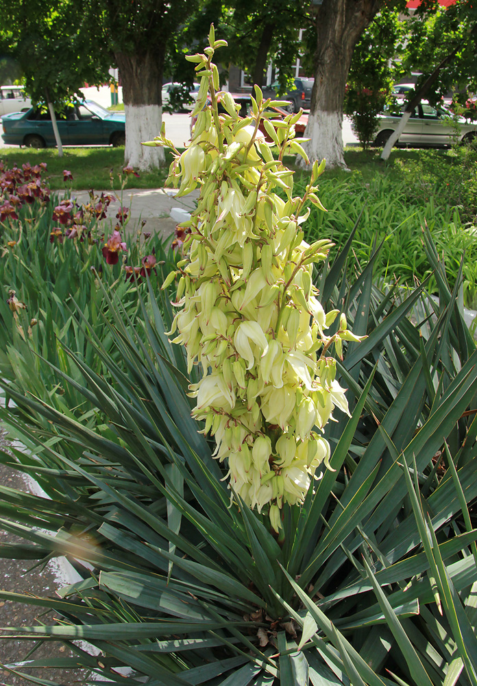 Image of Yucca gloriosa specimen.