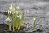 Galanthus nivalis. Цветущие растения. Мурманск, МАГУ, в культуре на клумбе. 19.05.2017.