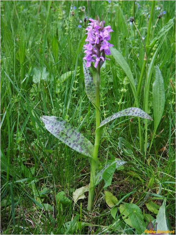 Изображение особи Dactylorhiza majalis.