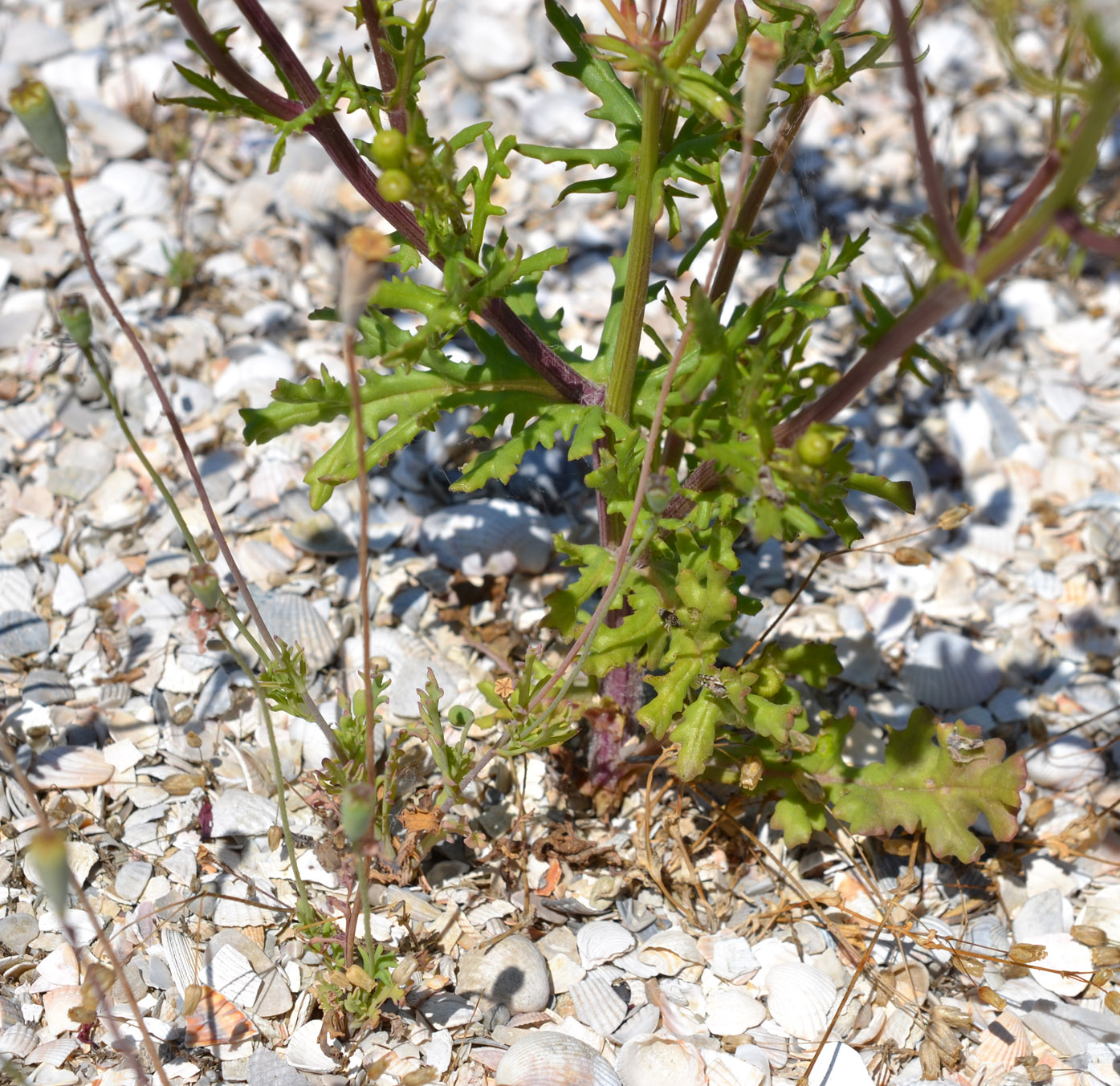 Image of Senecio vernalis specimen.