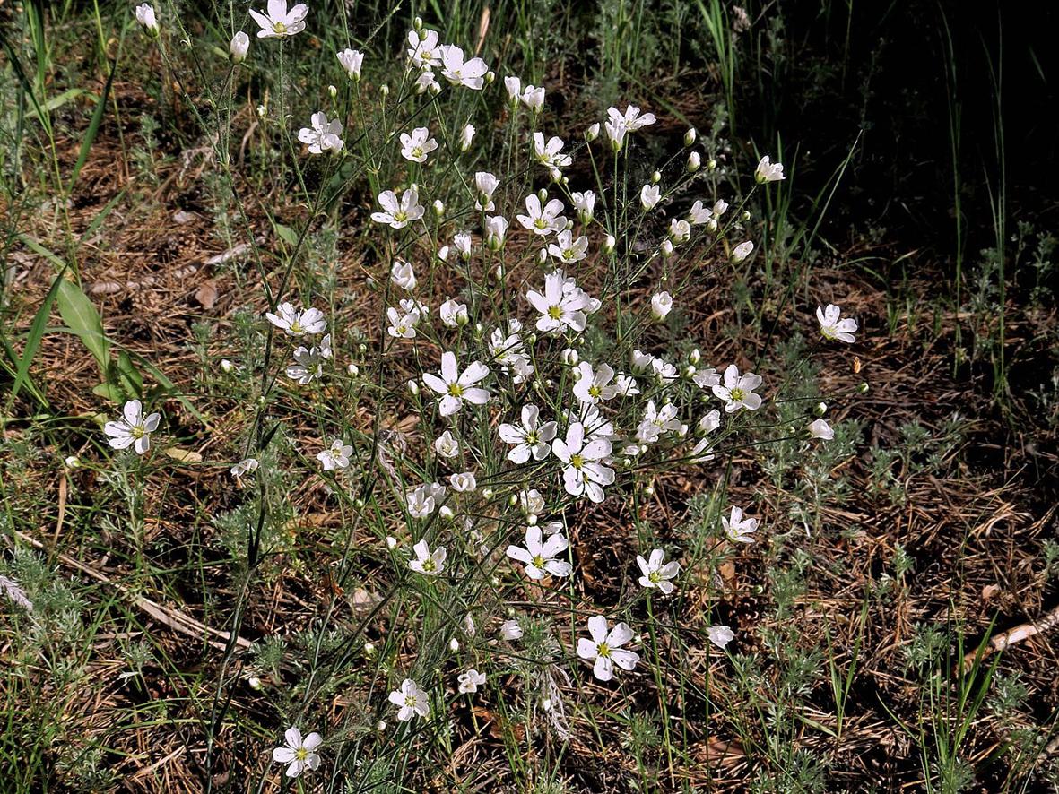 Image of Eremogone biebersteinii specimen.