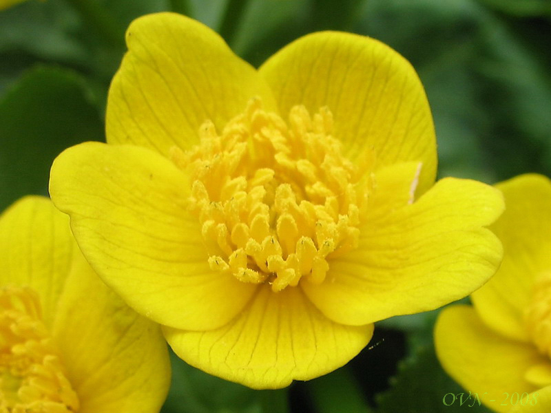 Image of Caltha silvestris specimen.