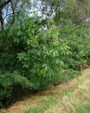 Juglans regia. Молодое растение. Республика Адыгея, Красногвардейский р-н, аул Хатукай, склон защитной дамбы р. Кубань. 18.06.2017.