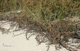 Glycyrrhiza glabra