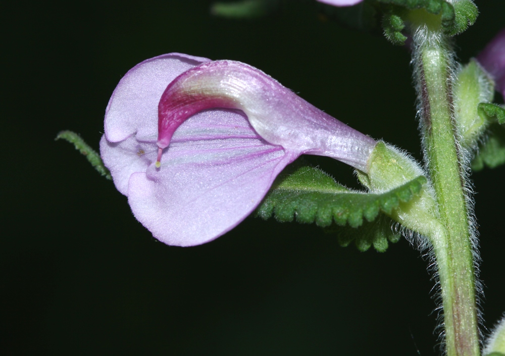 Изображение особи Pedicularis resupinata.