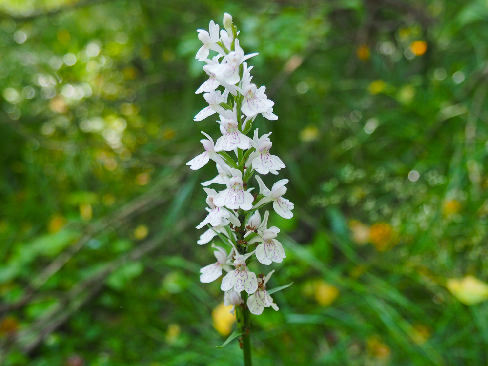 Image of Dactylorhiza maculata specimen.