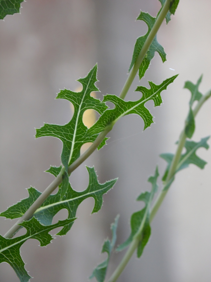 Изображение особи Lactuca serriola.