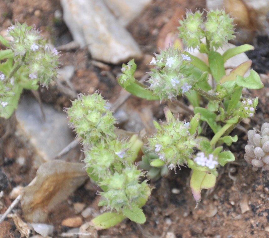 Изображение особи Valerianella coronata.