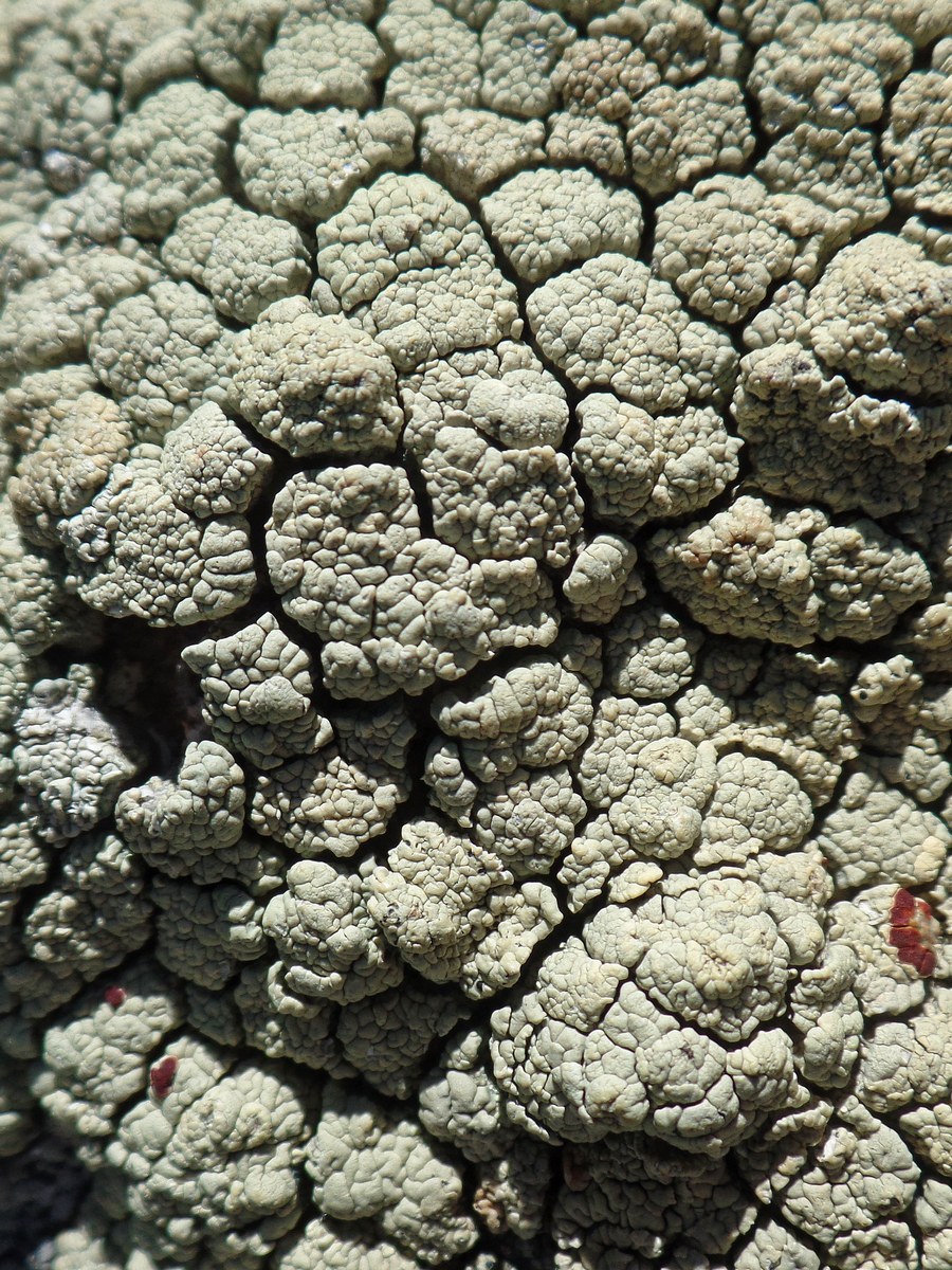 Image of Ophioparma ventosa specimen.